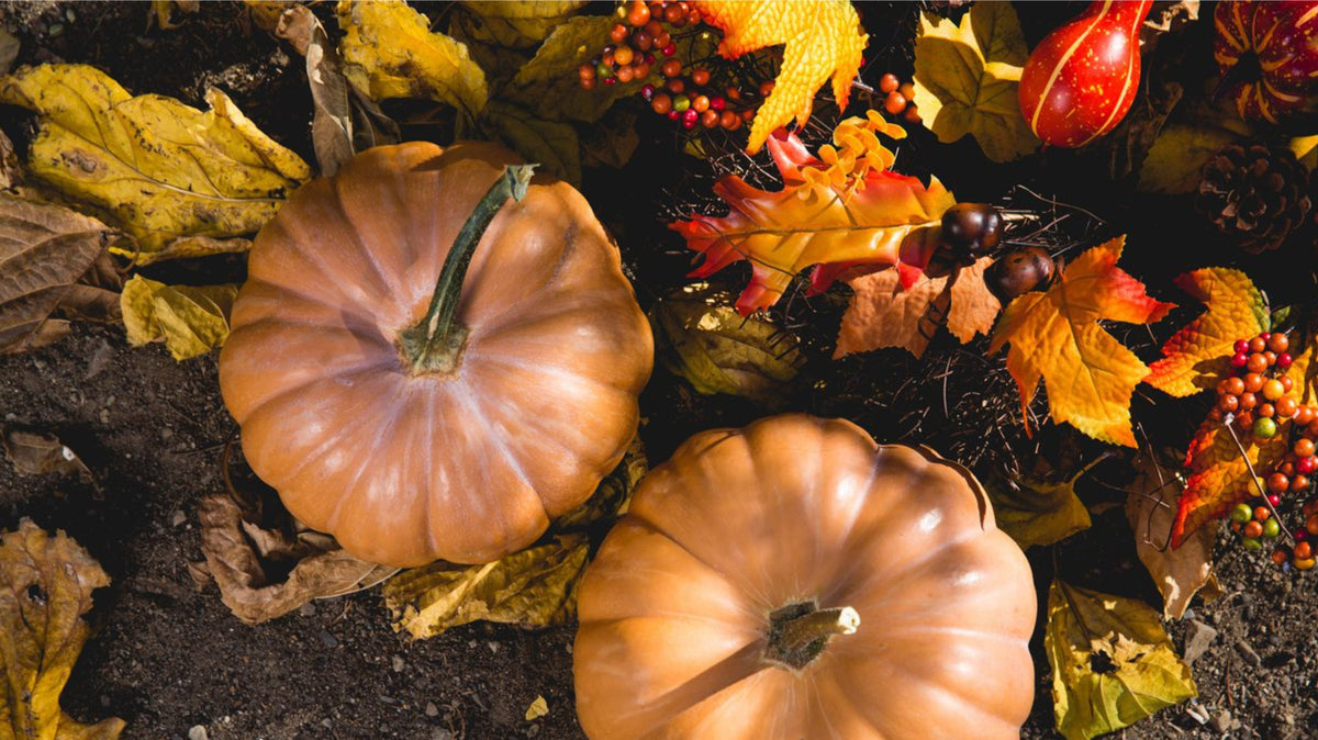 Closed for Thanksgiving