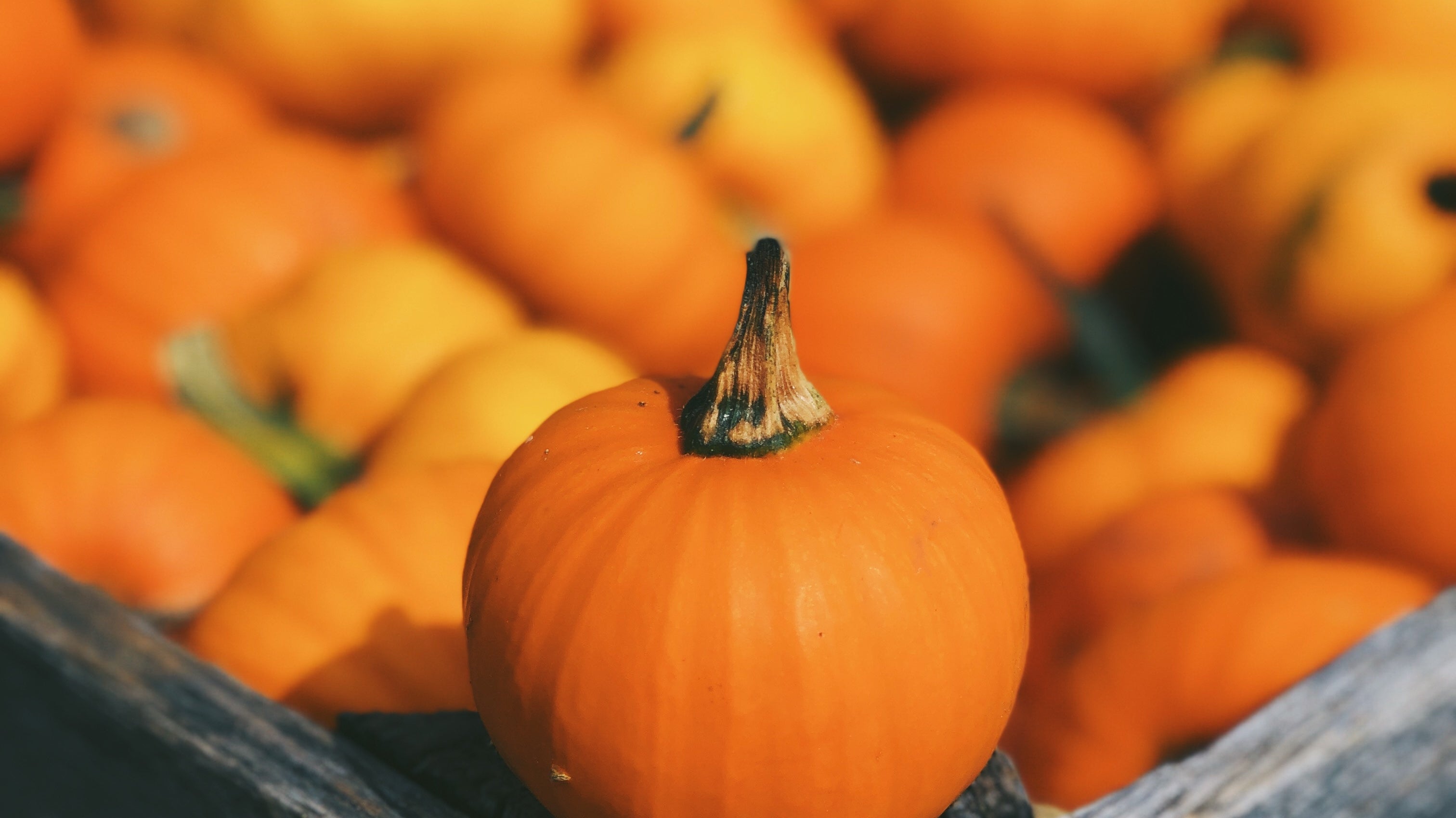 Thanksgiving Long Weekend