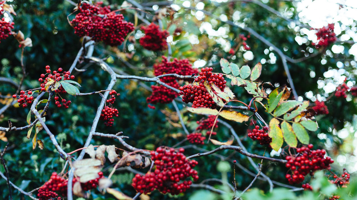 Closed for Long Weekend Sept.3-5