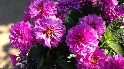 Things I Already Love