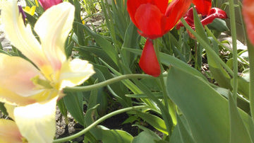Tulips in our Store Garden