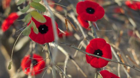 Remembrance Day Tree 10th Anniversary