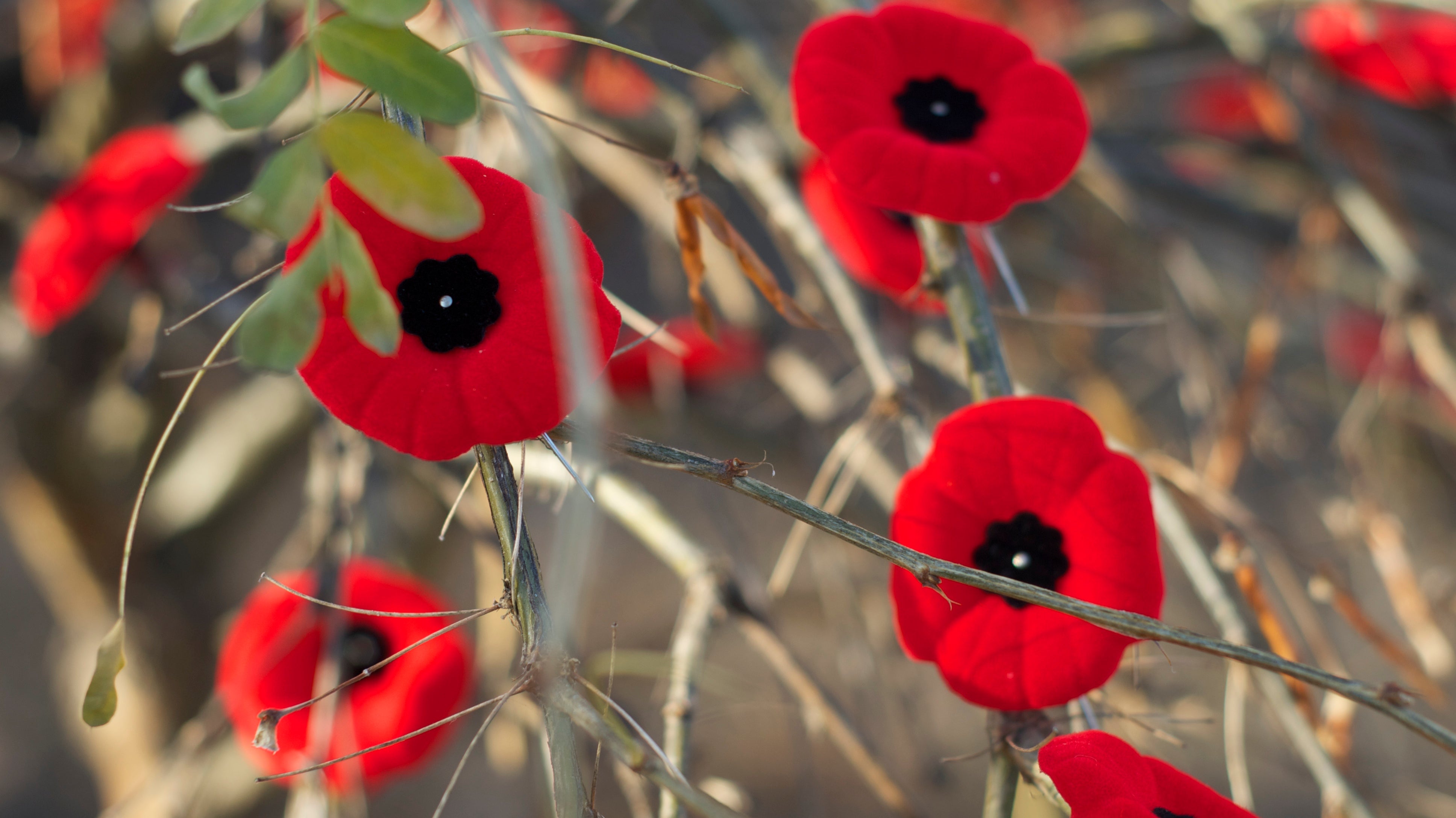 Remembrance Day - store closed