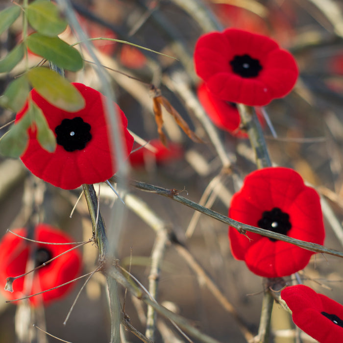Remembrance Day - store closed