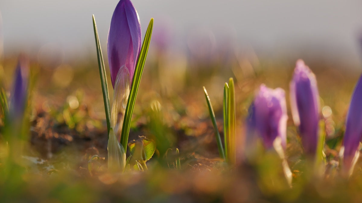 Green for Spring - March Newsletter