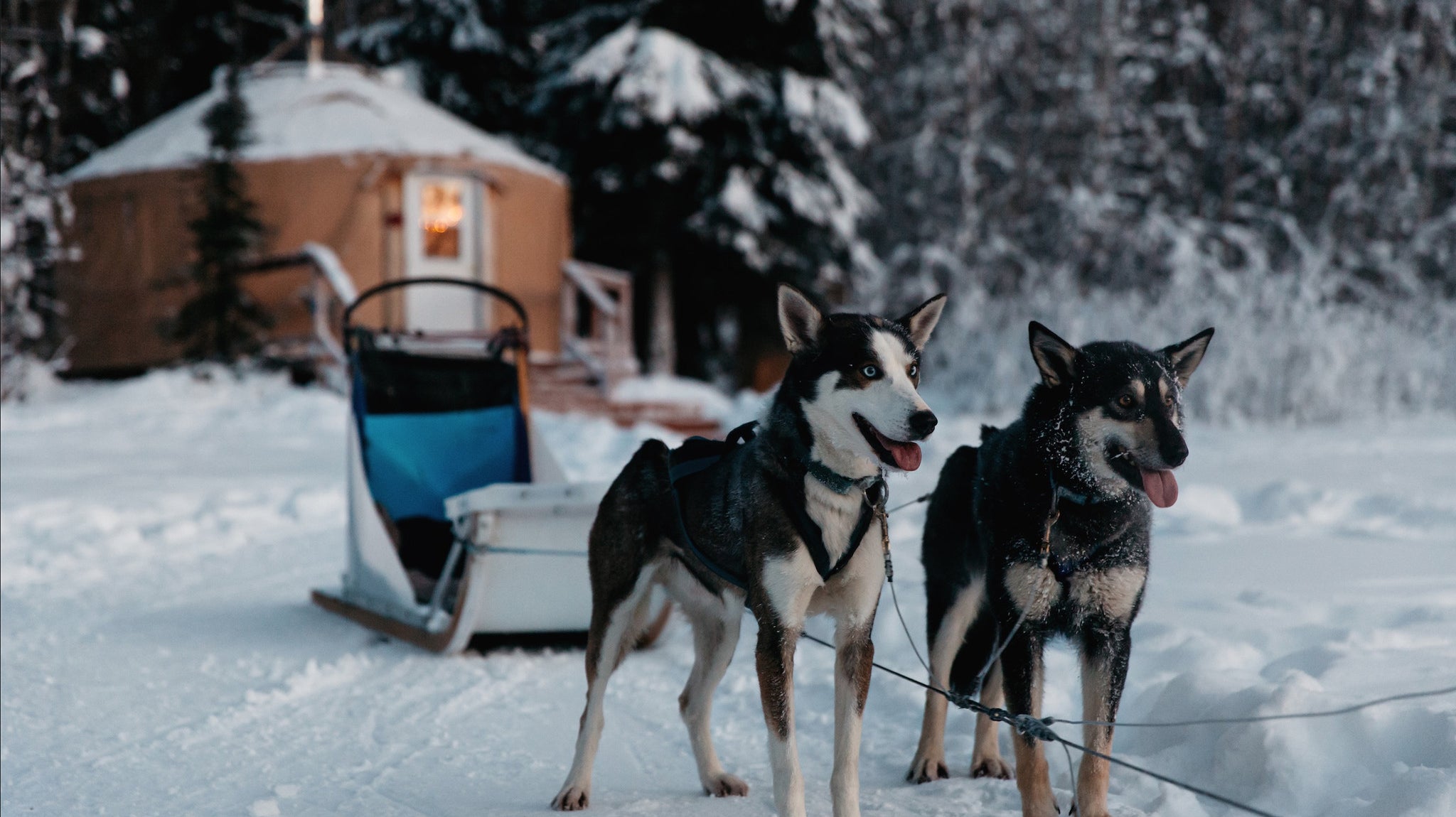 Happy Festive Holiday Yuletide Hours