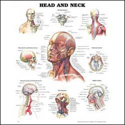 Chart illustrates head and neck anatomy 