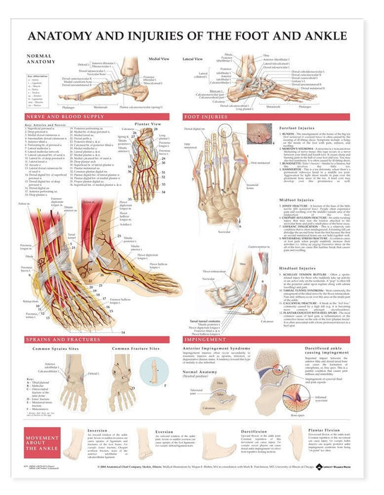 Anatomy & Injuries of Foot and Ankle