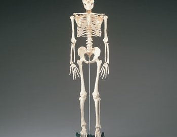 budget full-size skeleton model