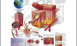 Understanding Skin Cancer illustrated chart