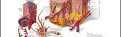Understanding Skin Cancer illustrated chart