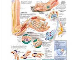 Chart illustrates carpal tunnel syndrome