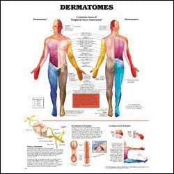 Chart illustrates dermatomes