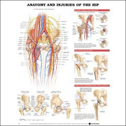Chart illustrates anatomy and injuries of the hip