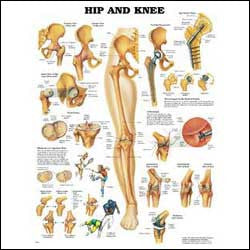 Chart illustrates hip and knee anatomy 