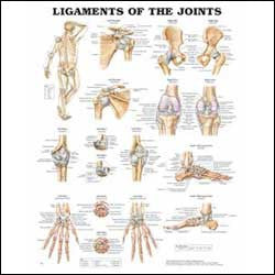 Chart illustrates ligaments of the joints