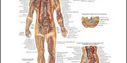 Chart illustrates anatomy of the lymphatic system