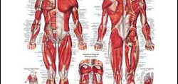 Chart illustrates muscular system
