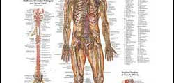 Chart illustrates nervous system