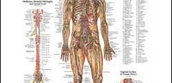 Chart illustrates nervous system