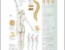 Chart illustrates osteoporosis