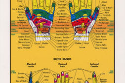 Chart illustrates hand reflexology