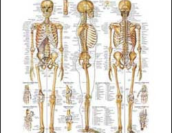 Chart illustrates the skeletal system