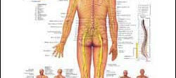 Chart illustrates the spinal nerves