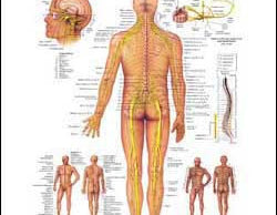 Chart illustrates the spinal nerves