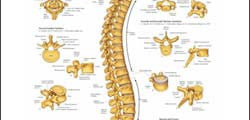 Chart illustrates the vertebral column