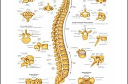 Chart illustrates the vertebral column