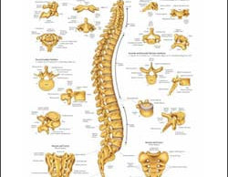 Chart illustrates the vertebral column
