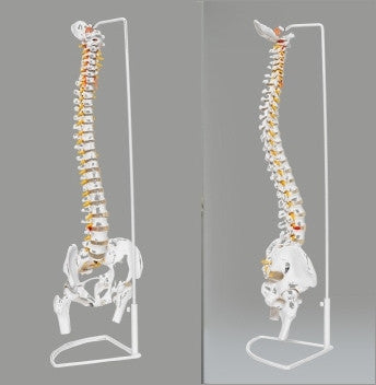 Flexible Spine with Stand