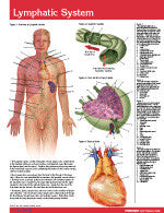 Lymphatic System Permachart