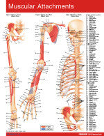 Muscular Attachments Permachart