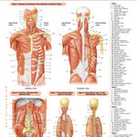 Permachart of muscular system - 2 panels