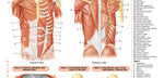 Permachart of muscular system - 2 panels