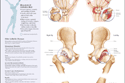 Chart illustrates joints affected by arthritis