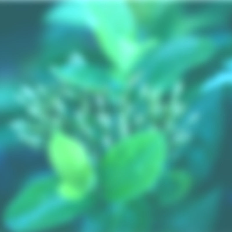 Spring Lymph Detox Blends from Marie