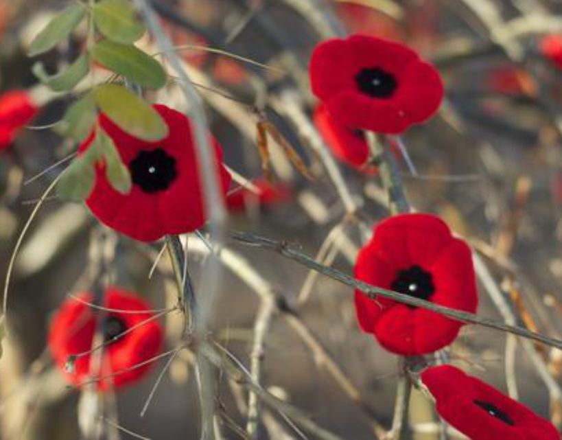CLOSED for Remembrance Day