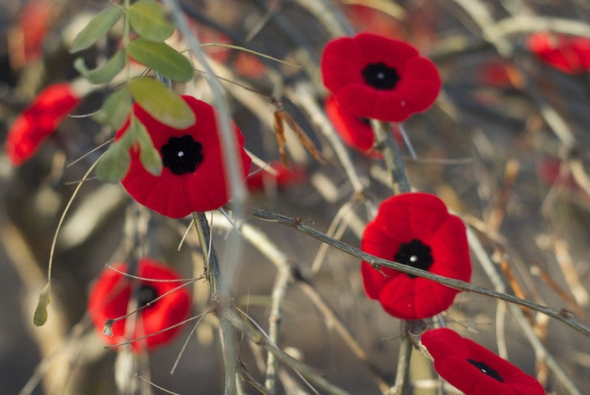 Remembrance Day Tree