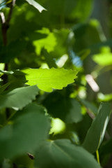 Why You Should Work Through the Summer