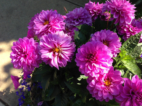 Things I Already Love