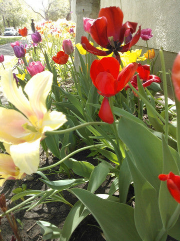 Tulips in our Store Garden