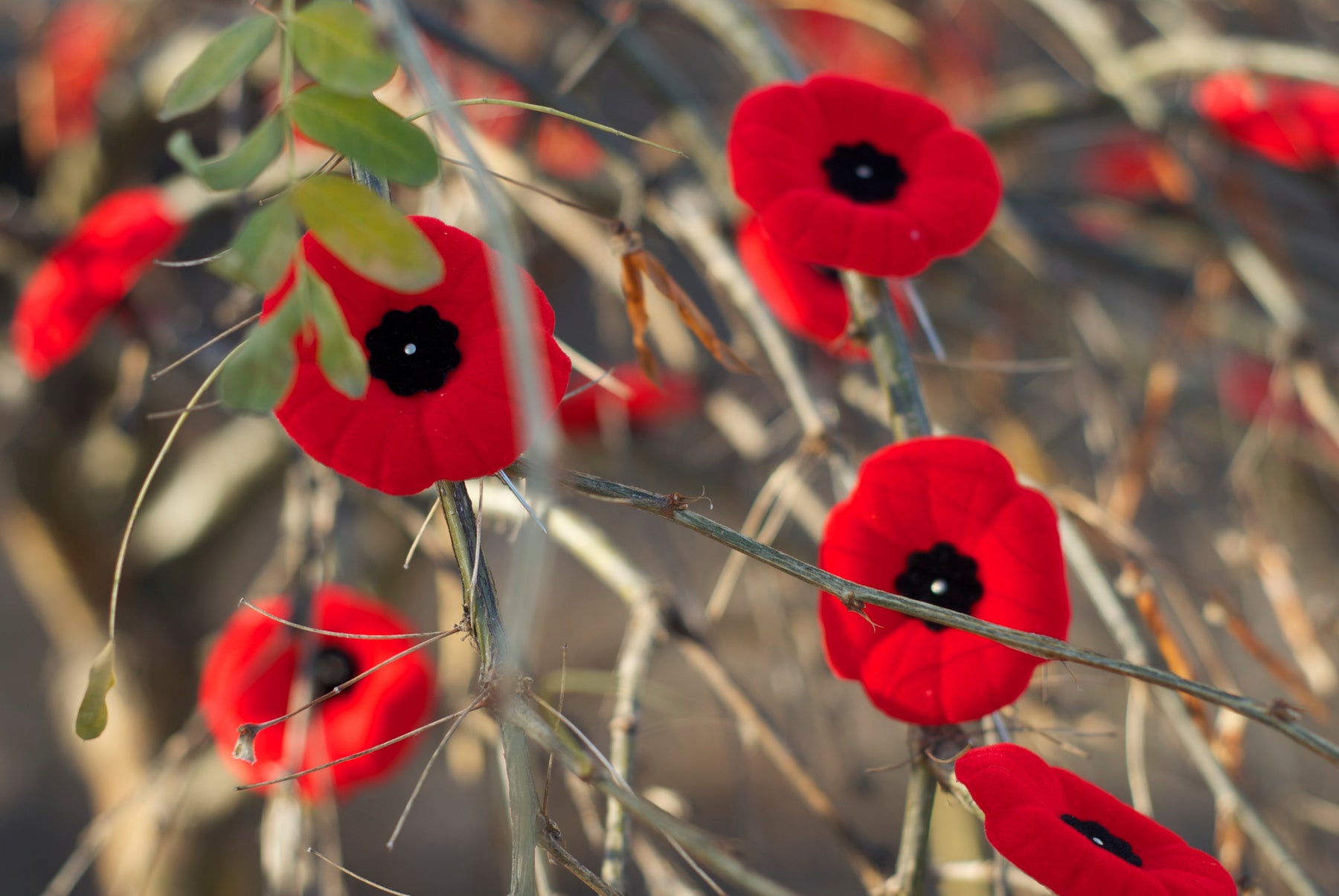 Remembrance Day - store closed