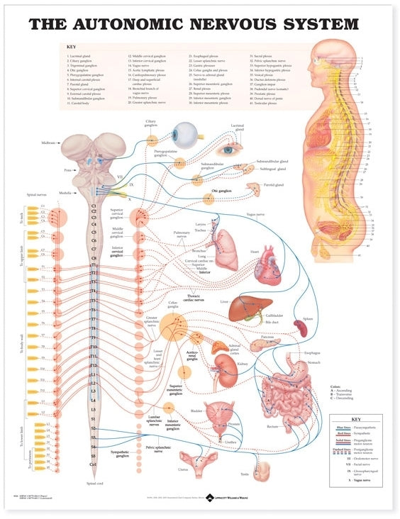 Autonomic Nervous System Wall Chart - Laminated, 20"W x 26"L