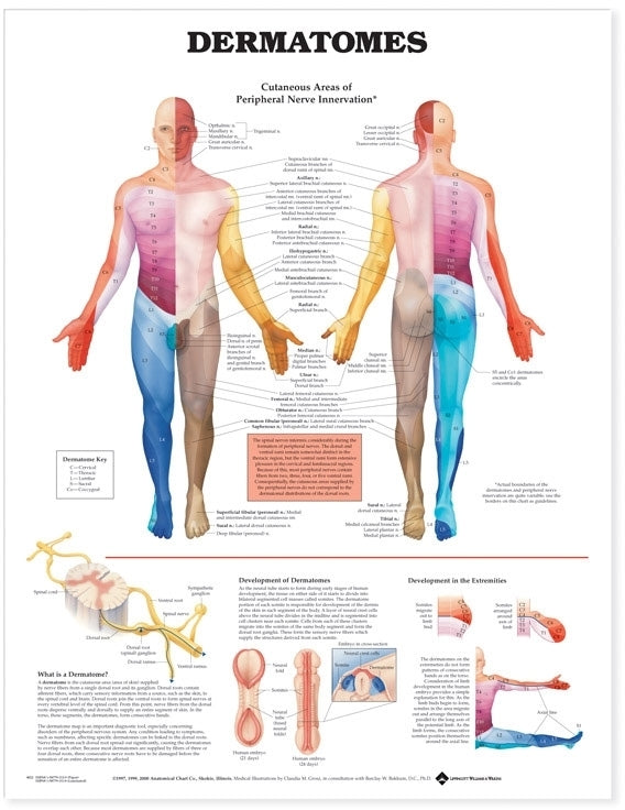 Dermatomes Wall Chart - Laminated, 20"W x 26"L