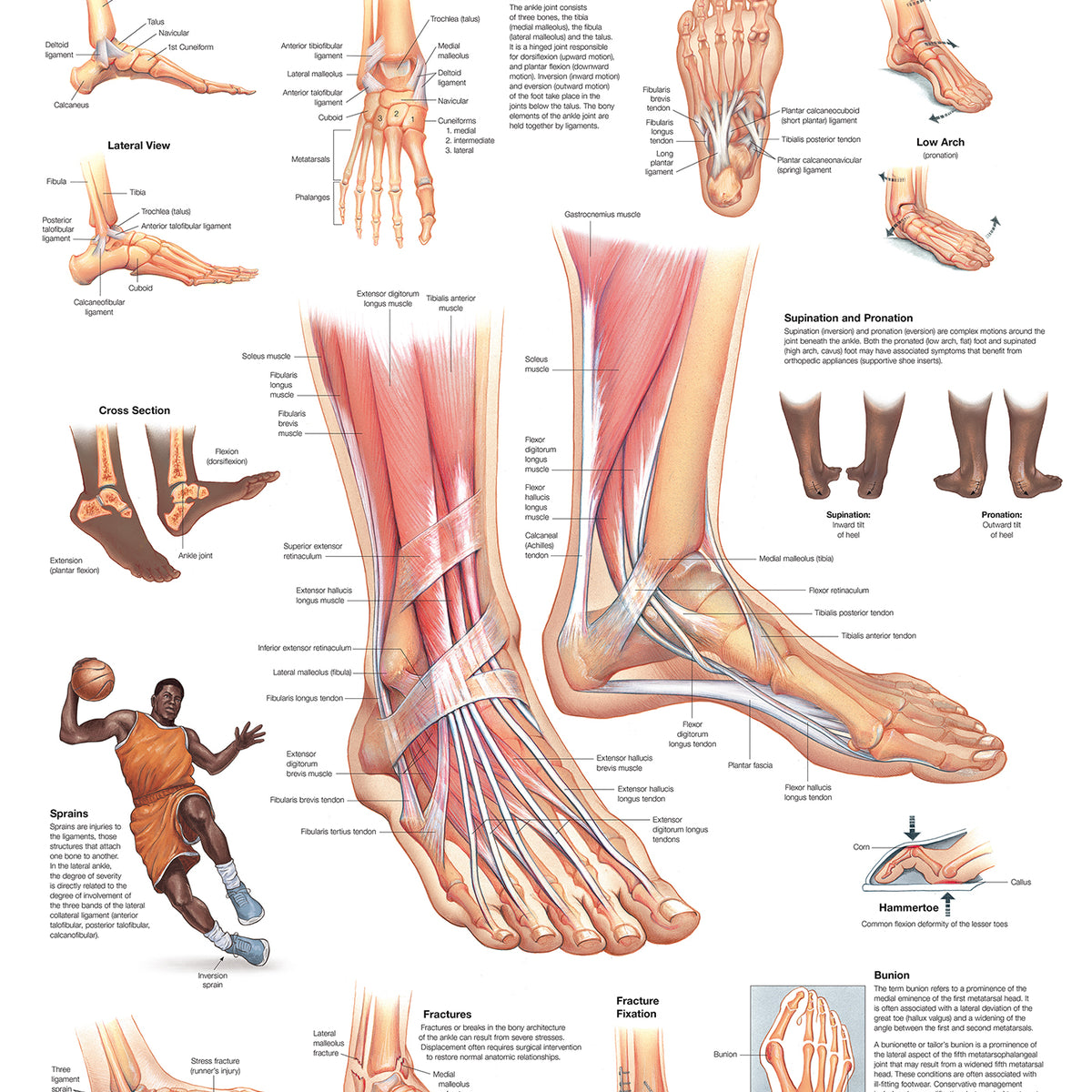 Foot and Ankle Wall Chart - Laminated, 20"W x 26"L