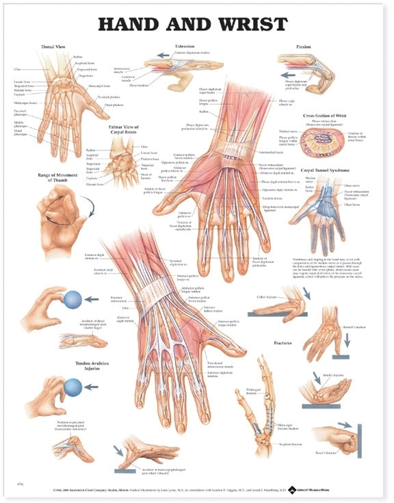 Hand and WristWall Chart - Laminated, 20"W x 26"L