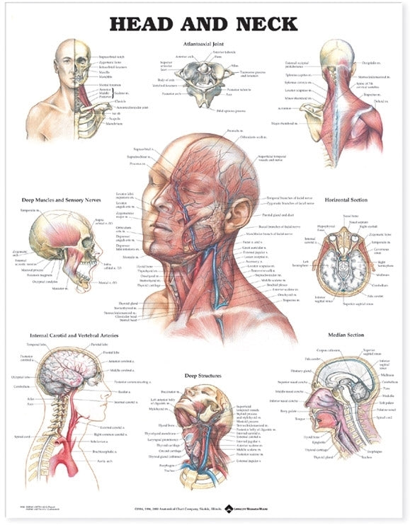 Head and Neck Wall Chart - Laminated, 20"W x 26"L